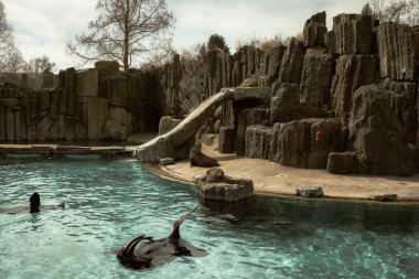 Berlin Hayvanat Bahçesi 'nde (Zoolojik Bahçe) eğlenceli Kaliforniya deniz aslanları (Zalophus californianus). Fok, mavi gölette kristal gibi berrak yüzüyor. 