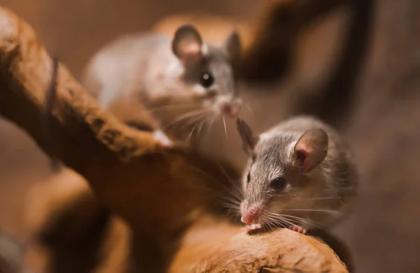 Close Pequeno Rato Cinzento Bonito Mouse Com Cabelo Fofo Rato — Fotografia de Stock