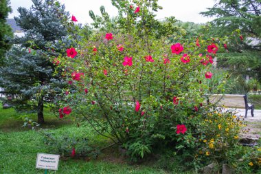 Bush hibiscus Hybrid