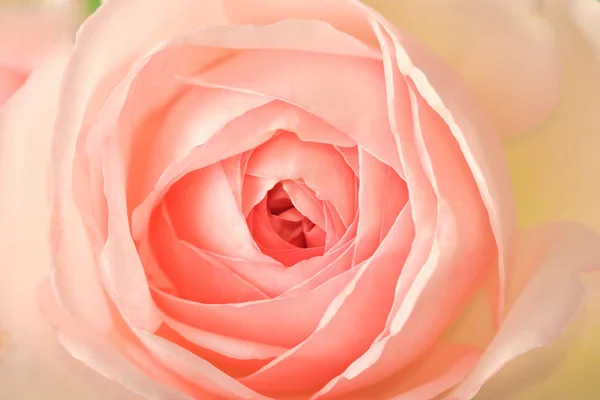 Pastellrosa Rose in Nahaufnahme — Stockfoto