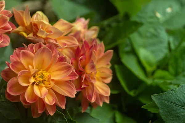 The beautiful flower set — Stock Photo, Image