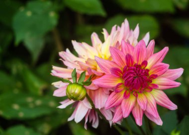 güzel çiçek kümesi