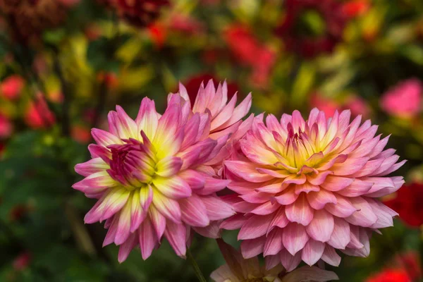 The beautiful flower set — Stock Photo, Image