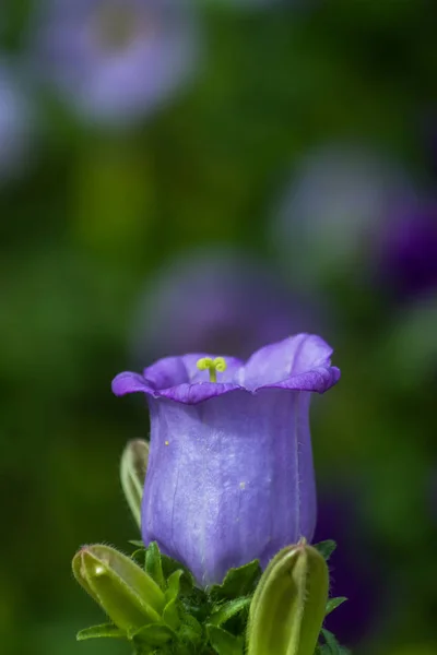 Vacker blomma uppsättningen — Stockfoto