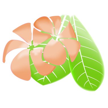 Frangipani ve yapraklar İzole edilmiş Beyaz Arkaplanda