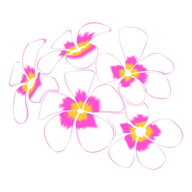 Frangipani ve yapraklar İzole edilmiş Beyaz Arkaplanda