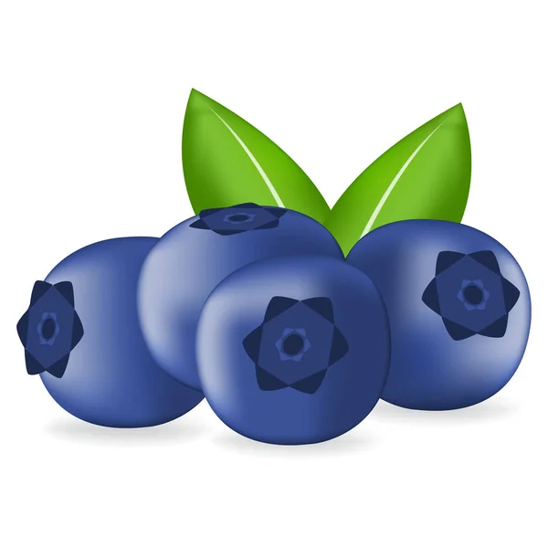 现实的新鲜蓝莓叶 — 图库矢量图片
