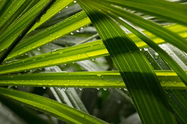 Blad van Lady palm met druppel na rainny — Stockfoto