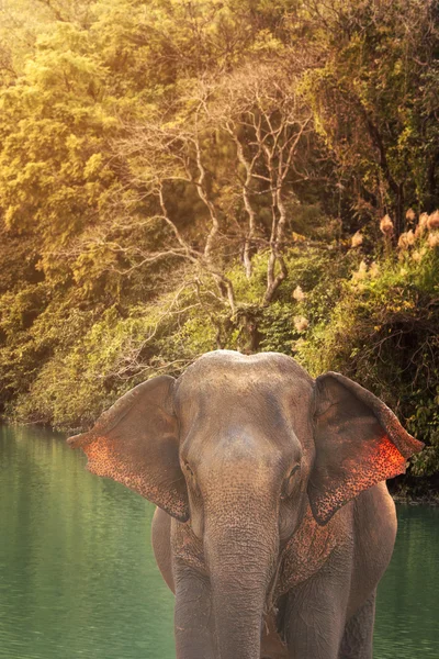 Elefante asiático em um rio natural na floresta profunda contra o nascer do sol — Fotografia de Stock
