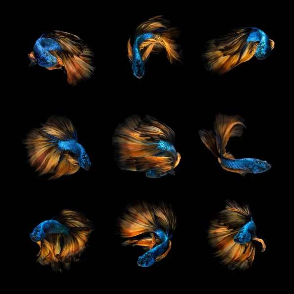 Beautiful Colourful Betta fish,Siamese fighting fish art collection in varies movement on black background. — Stock Photo, Image