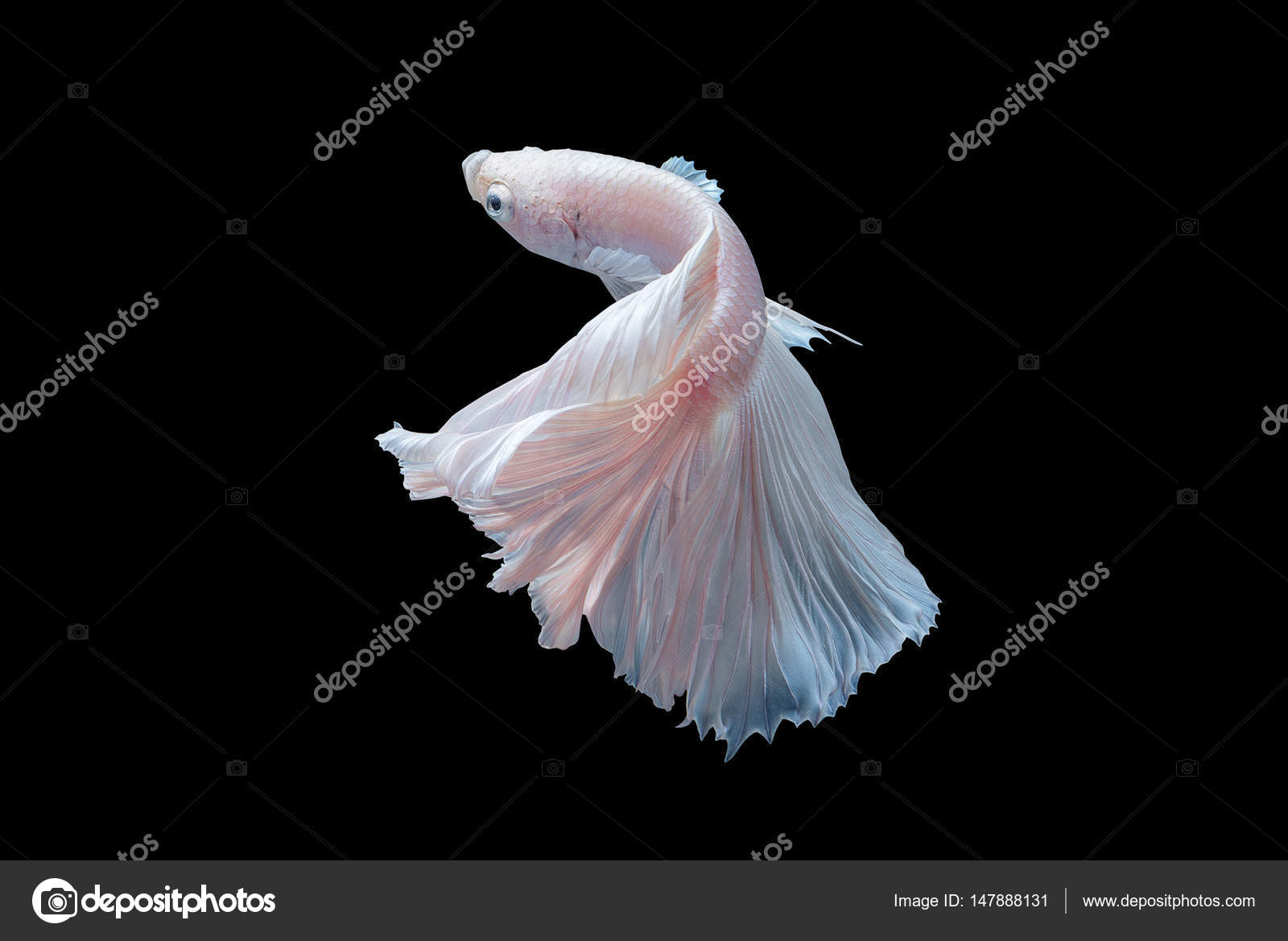 Close Up Of White Platinum Betta Fish Or Siamese Fighting Fish In Movement On Black Background Stock Photo Image By C Teddybearpicnic 147888131
