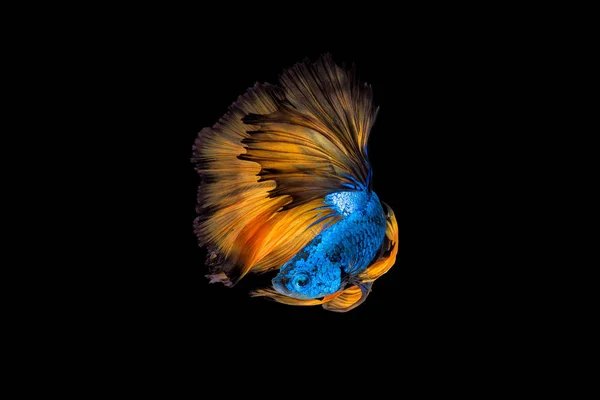 Peixe Betta colorido, peixe de combate siamês em movimento sobre fundo preto — Fotografia de Stock