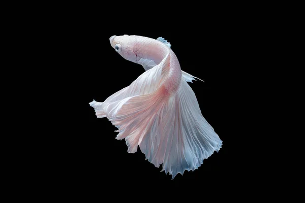 白いプラチナ Betta の魚または黒の背景上の動きのシャムの戦いの魚のクローズ アップ. — ストック写真