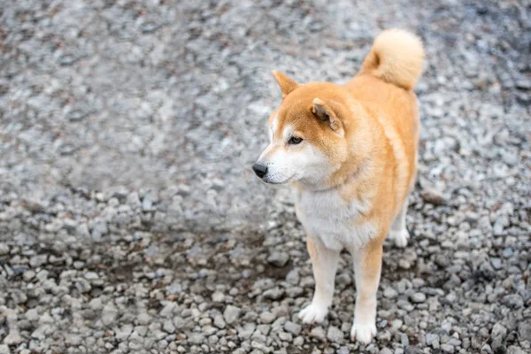 Japoński Shiba Inu psa w parku publicznym — Zdjęcie stockowe