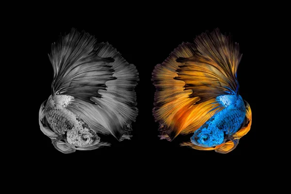 Betta fish,Siamese fighting fish black and with and colour version in movement on black background — Stock Photo, Image