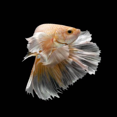 Renkli daha iyi balık, Siyam mücadele balık siyah arka plan üzerine izole sanat hareketi.