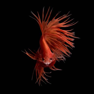 Abstract art movement of colourful Betta fish,Siamese fighting fish isolated on black background. clipart