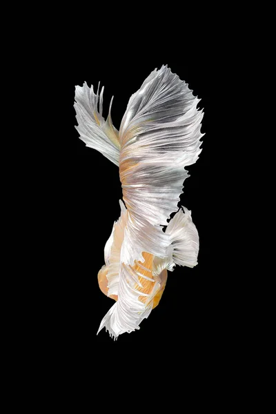Abstrakta konströrelsen av färgglada Betta fisk, siamesiska striderna fisk isolerad på svart bakgrund. — Stockfoto