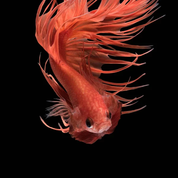 Movimento de arte abstrata de peixes Betta coloridos, peixes de combate siameses isolados em fundo preto . — Fotografia de Stock