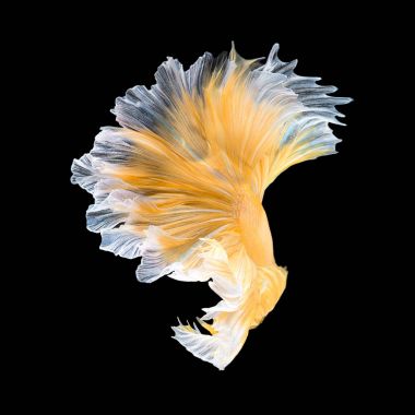 Sanat hareketi daha iyi balık, Siyam mücadele balık siyah arka plan üzerine izole kapatmak