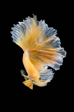 Close up art movement of Betta fish,Siamese fighting fish isolated on black background clipart