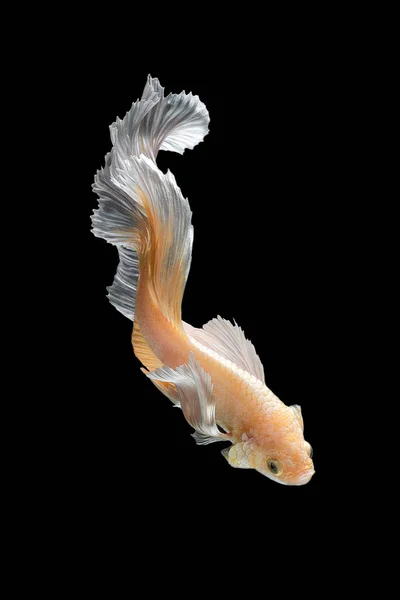 Betta の魚、黒い背景に分離したシャムの戦いの魚の芸術運動を閉じる — ストック写真