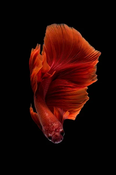 Gros plan mouvement d'art des poissons Betta, Siamois combattant les poissons isolés sur fond noir — Photo