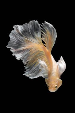 Daha iyi balık, Siyam mücadele balık sanat hareketinin kapatın