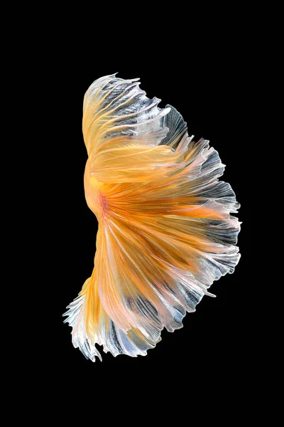 Närbild av konströrelsen av Betta fisk, Siamesisk kampfisk — Stockfoto