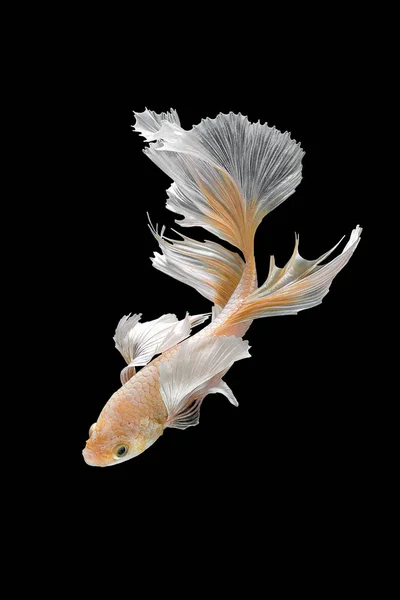 Close up movimento de arte de peixes Betta, peixes de combate siameses — Fotografia de Stock
