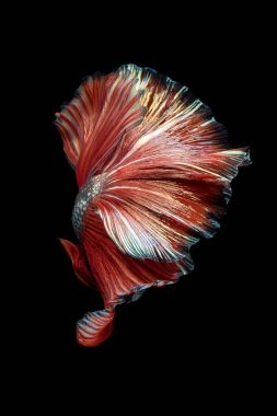Betta fish,Siamese fighting fish isolated on black background. clipart
