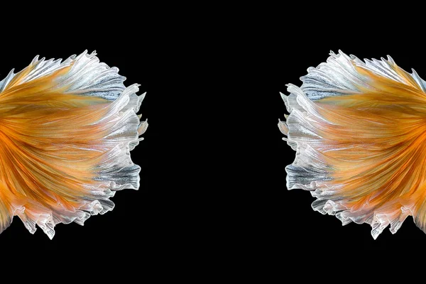 Close up art movement of Betta fish,Siamese fighting fish isolated on black background — Stock Photo, Image