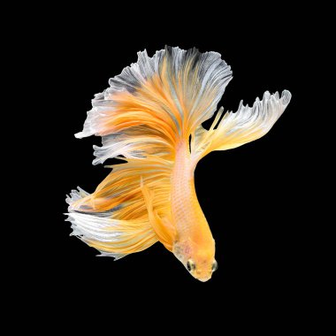 Daha iyi balık, Siyam mücadele balık sanat hareketinin kapatın