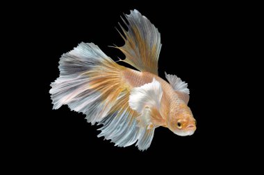 Daha iyi balık, Siyam mücadele balık sanat hareketinin kapatın 