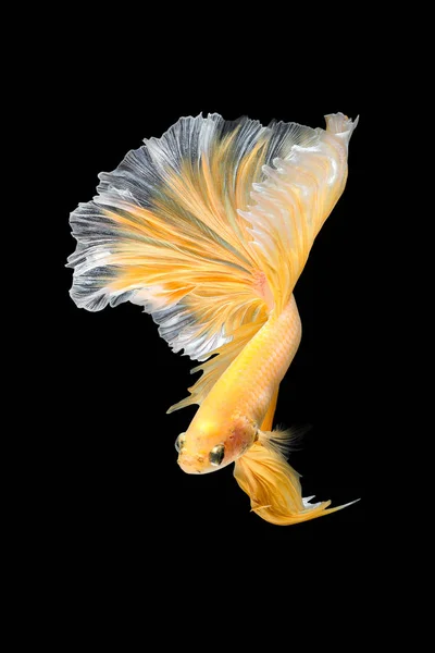 Close up movimento de arte de peixes Betta, peixes de combate siameses — Fotografia de Stock