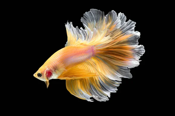 Gros plan mouvement d'art de poissons Betta, poissons de combat siamois — Photo