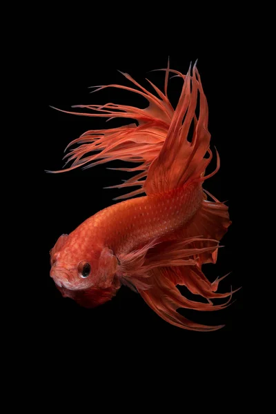 Крупним планом мистецтво руху Бетта риби, сіамські файтинг риби — стокове фото