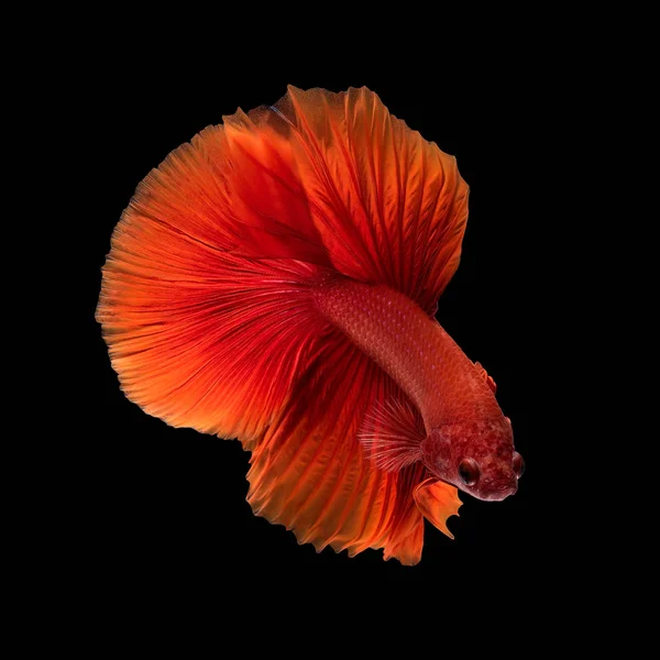 Gros plan mouvement d'art de poissons Betta, poissons de combat siamois — Photo