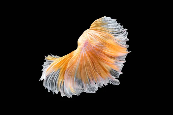 Close up art movement of Betta fish,Siamese fighting fish — Stock Photo, Image