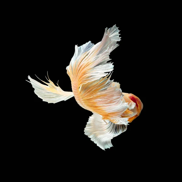 Närbild av konströrelsen av Betta fisk, Siamesisk kampfisk — Stockfoto