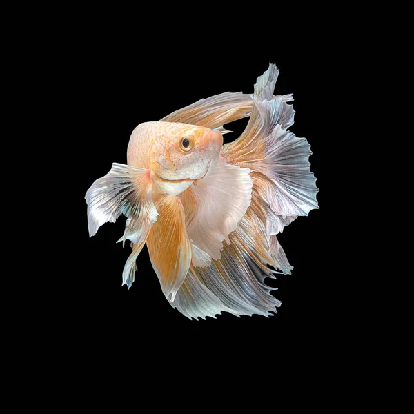 クローズ アップ、シャムの戦いの魚の Betta の魚の芸術運動 — ストック写真