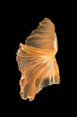 Daha iyi balık, Siyam mücadele balık sanat hareketinin kapatın