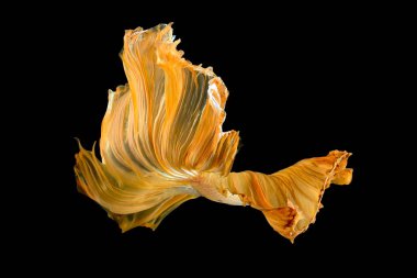 Daha iyi balık, Siyam mücadele balık sanat hareketinin kapatın