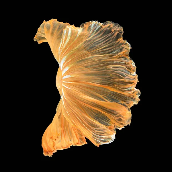 Daha iyi balık, Siyam mücadele balık sanat hareketinin kapatın