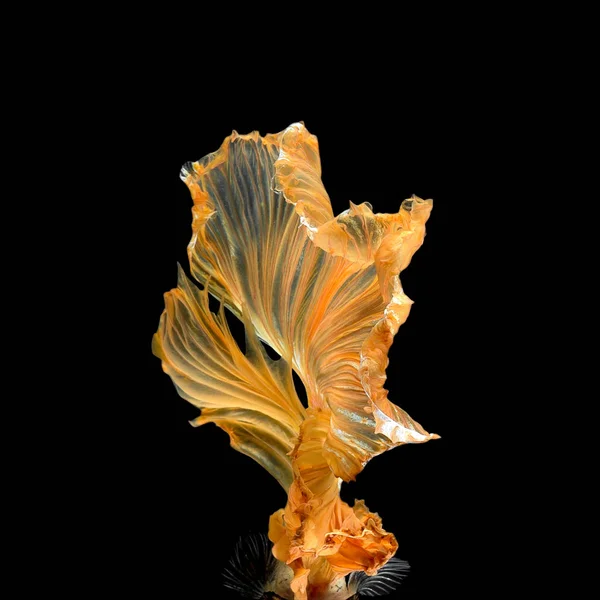 Close up art movement of Betta fish,Siamese fighting fish — Stock Photo, Image