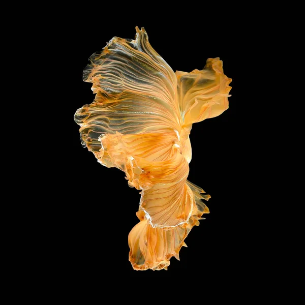 Daha iyi balık, Siyam mücadele balık sanat hareketinin kapatın