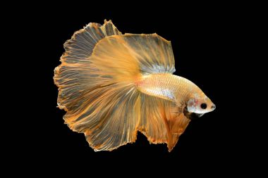 Daha iyi balık, Siyam mücadele balık sanat hareketinin kapatın