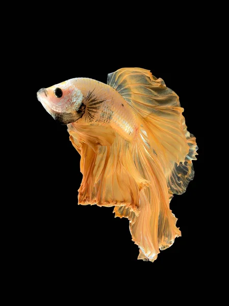 Close-up van kunstbeweging uit Betta vis, Siamese vechten vis — Stockfoto