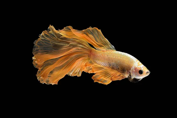 Gros plan mouvement d'art de poissons Betta, poissons de combat siamois — Photo