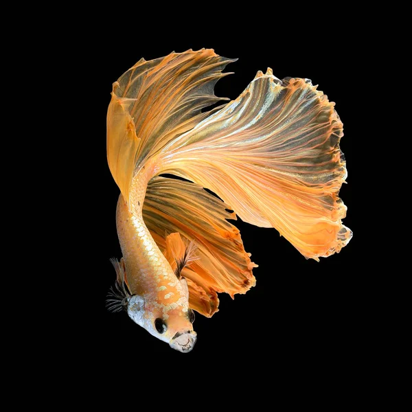 Primo piano movimento artistico del pesce Betta, pesce siamese combattente — Foto Stock